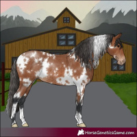 Horse Color:White Spotted Bay Appaloosa Rabicano