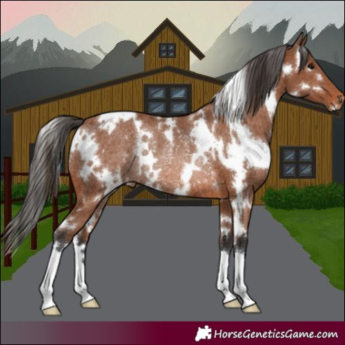 Horse Color:White Spotted Bay Appaloosa Rabicano 