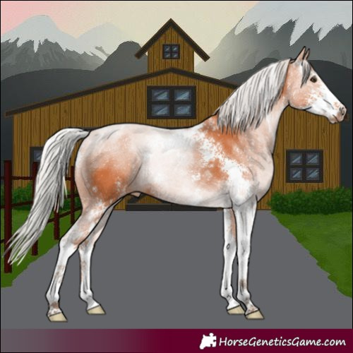 Horse Color:Silver Bay Sabino 