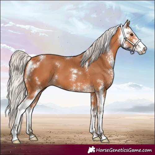 Horse Color:Silver Bay Sabino 