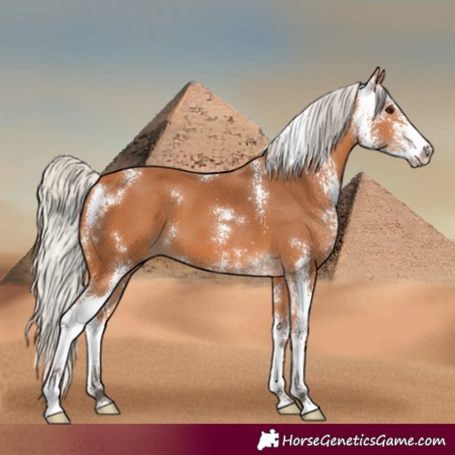 Horse Color:Silver Bay Sabino 