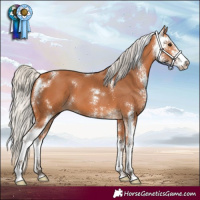 Horse Color:Silver Bay Sabino 