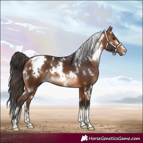 Horse Color:White Spotted Bay 