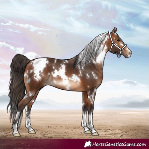 Horse Color:White Spotted Bay 