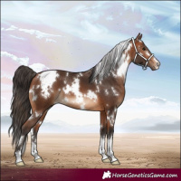Horse Color:White Spotted Bay
