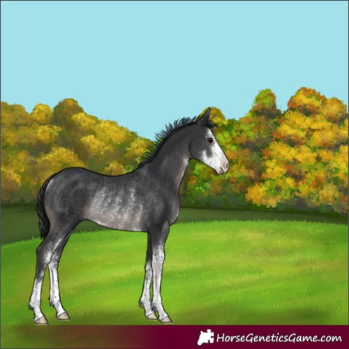 Horse Color:Black Sabino Rabicano 