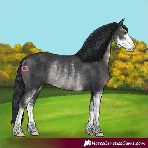 Horse Color:Black Sabino Rabicano 