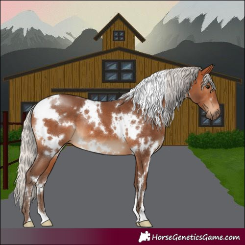 Horse Color:White Spotted Silver Bay 