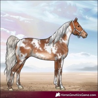 Horse Color:White Spotted Silver Bay 