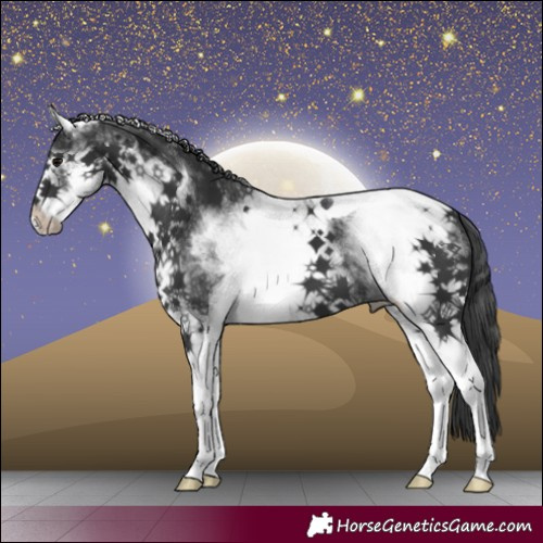 Horse Color:White Spotted Black Tobiano 