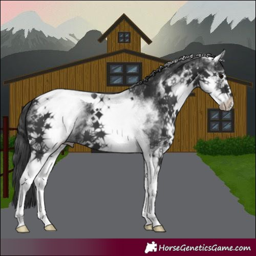 Horse Color:White Spotted Black Tobiano