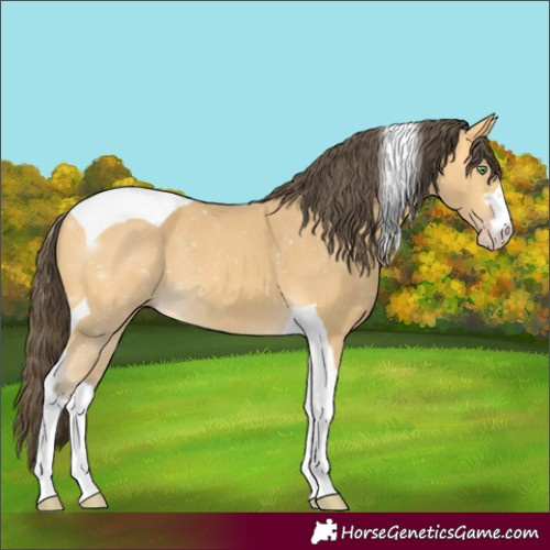 Horse Color:Amber Cream Champagne Tobiano 