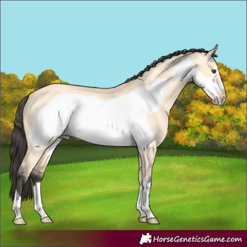 Horse Color:Buckskin Dun Frame 