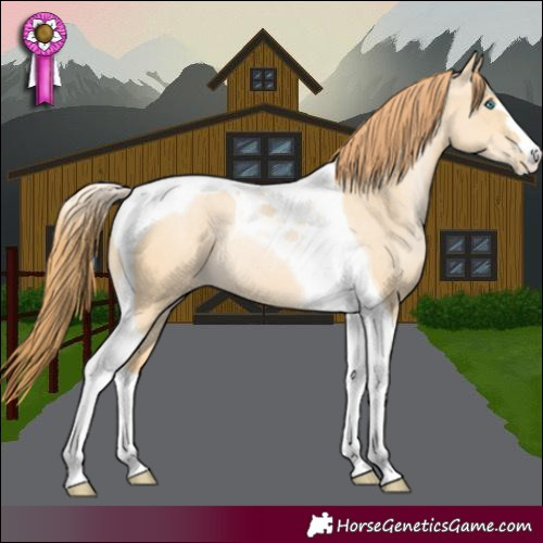 Horse Color:Buckskin Pearl Dun Tobiano 