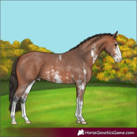 Horse Color:Bay Sabino