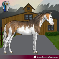 Horse Color:White Spotted Silver Buckskin Splash 