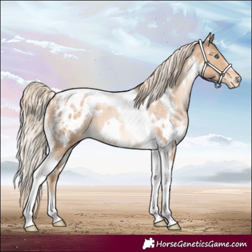 Horse Color:White Spotted Chocolate Palomino Pearl Tobiano Blanket