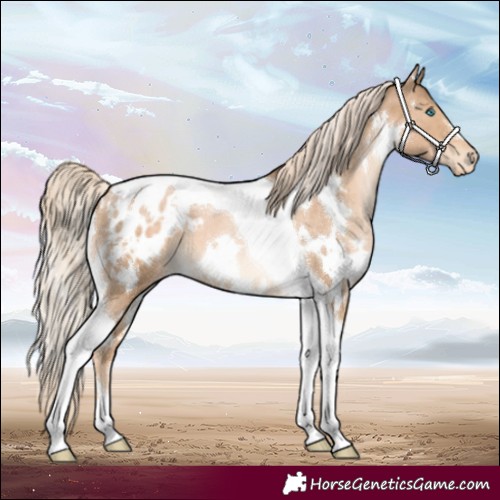 Horse Color:White Spotted Chocolate Palomino Pearl Tobiano Appaloosa 
