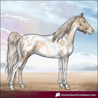 Horse Color:White Spotted Chocolate Palomino Pearl Tobiano Appaloosa