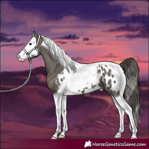 Horse Color:Grullo Splash Tobiano Appaloosa 