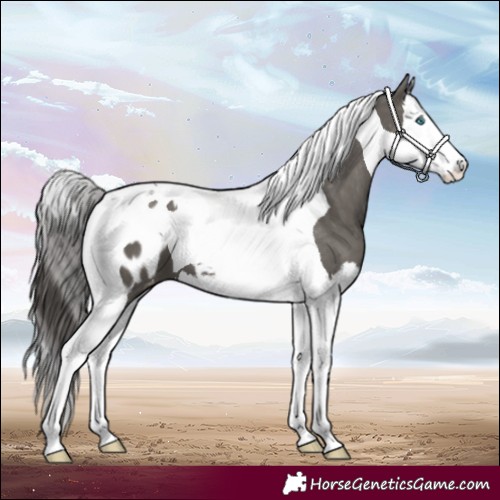Horse Color:Grullo Splash Tobiano Blanket 