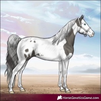 Horse Color:Grullo Splash Tobiano Appaloosa 