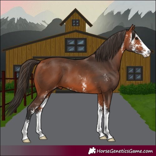 Horse Color:Bay Sabino Appaloosa 