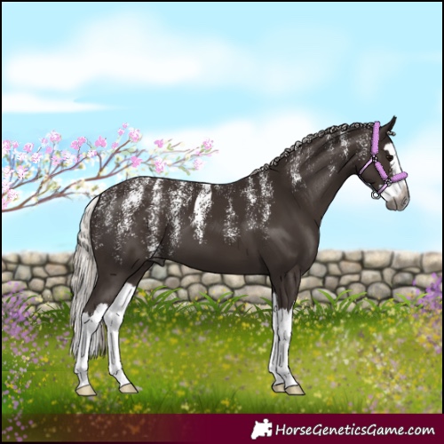 Horse Color:Powder White Gray Silver Black Splash Appaloosa 