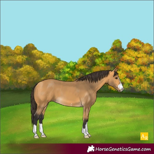 Horse Color:Buckskin 