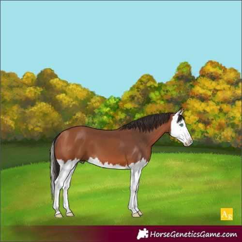Horse Color:Bay Splash 