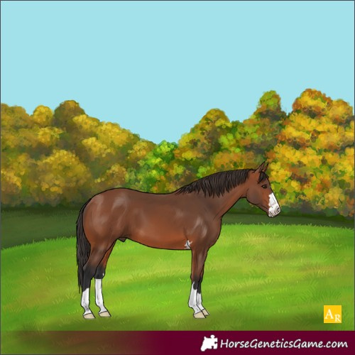 Horse Color:Bay 