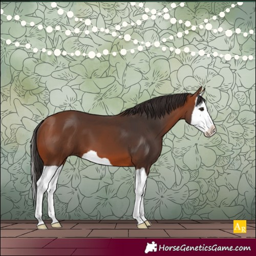 Horse Color:Bay Splash 
