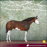Horse Color:Bay Splash 