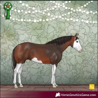 Horse Color:Bay Splash 