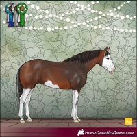 Horse Color:Bay Splash 