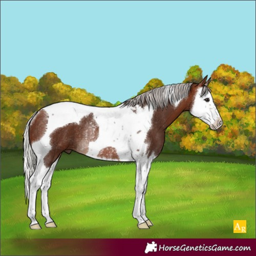 Horse Color:Silver Brown Splash Tobiano Rabicano