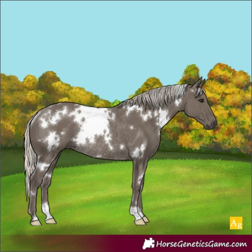 Horse Color:White Spotted Silver Smoky Black Rabicano 