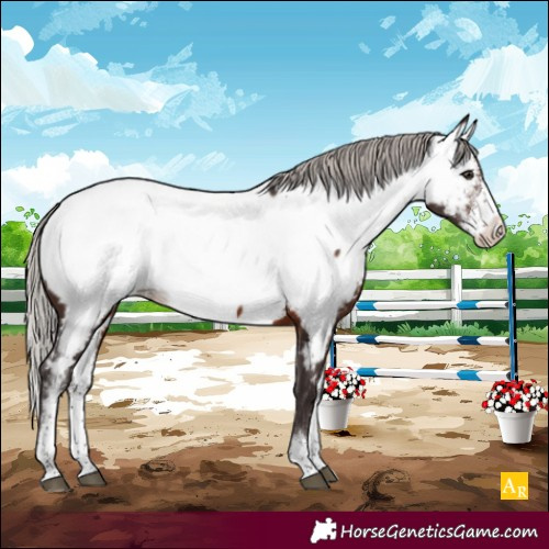 Horse Color:Silver Brown Sabino Appaloosa 