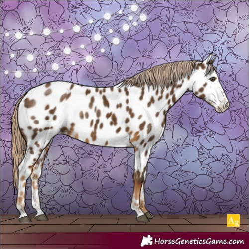 Horse Color:Chocolate Palomino Sabino Appaloosa Rabicano 