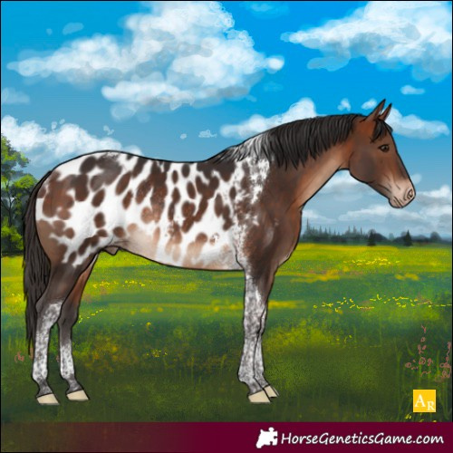 Horse Color:Bay Tobiano Near Leopard Rabicano 