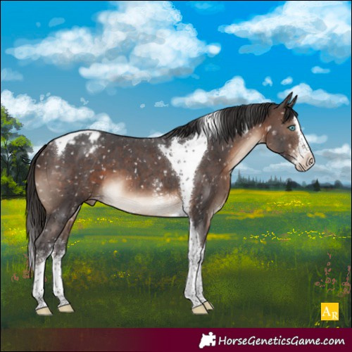 Horse Color:Brown Sabino Splash Tobiano Snowcap 