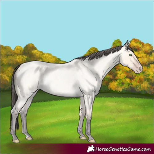 Horse Color:Amber Cream Champagne Roan 