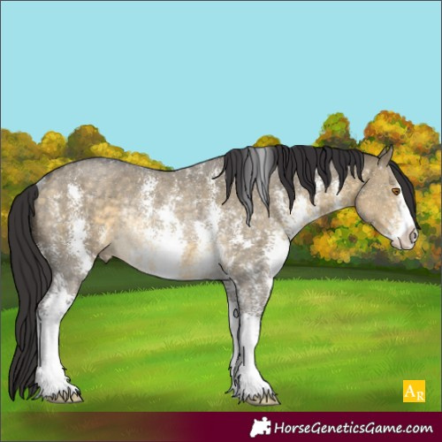 Horse Color:Buckskin Dun Sabino Rabicano 