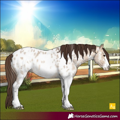 Horse Color:Bay Dun Sabino Appaloosa Rabicano