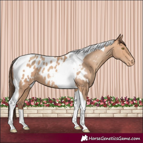 Horse Color:Amber Champagne Tobiano Appaloosa 