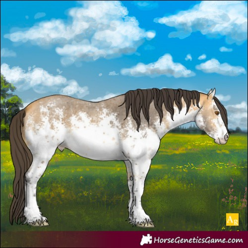 Horse Color:White Spotted Buckskin Sabino 