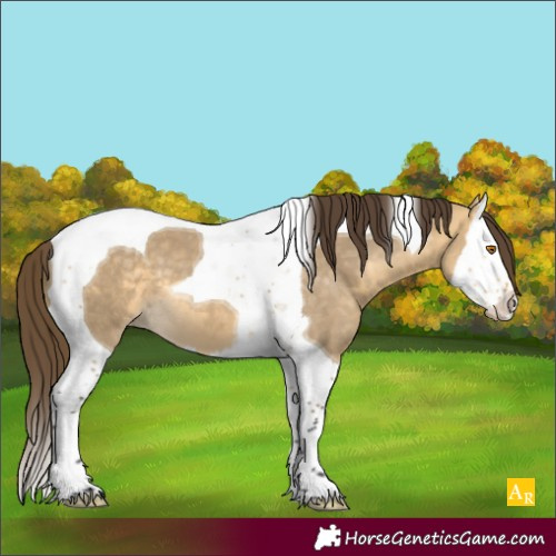 Horse Color:Buckskin Dun Splash Tobiano Varnish 