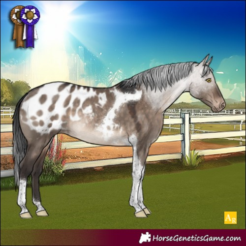 Horse Color:Brown Dun Tobiano Appaloosa Rabicano 