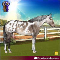 Horse Color:Brown Dun Tobiano Appaloosa Rabicano 