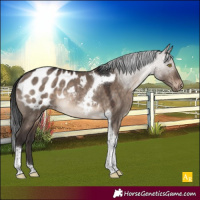 Horse Color:Brown Dun Tobiano Appaloosa Rabicano 